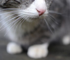 开云体育官网-世界排名争夺战焦点战，鹈鹕打穿魔术，西部格局再起波澜