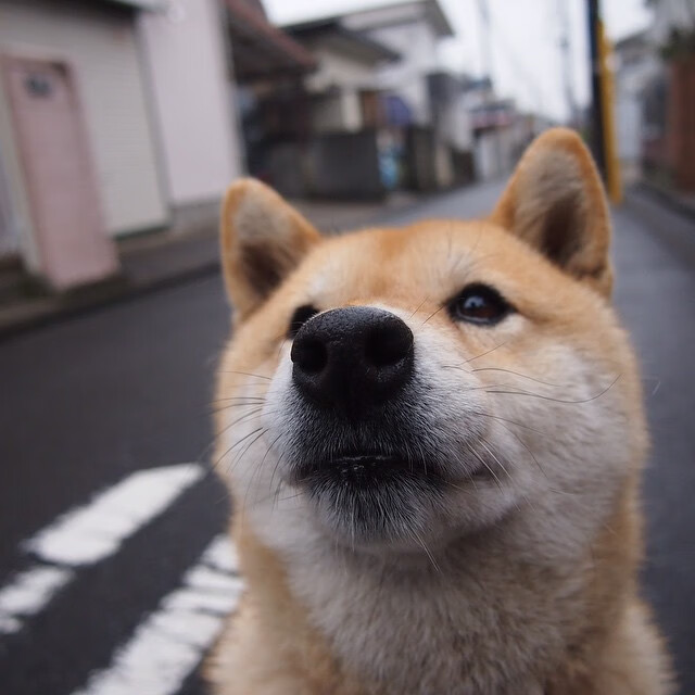 伊拉克压哨绝杀加拿大,马丁内利完美发挥点燃亚洲之光
