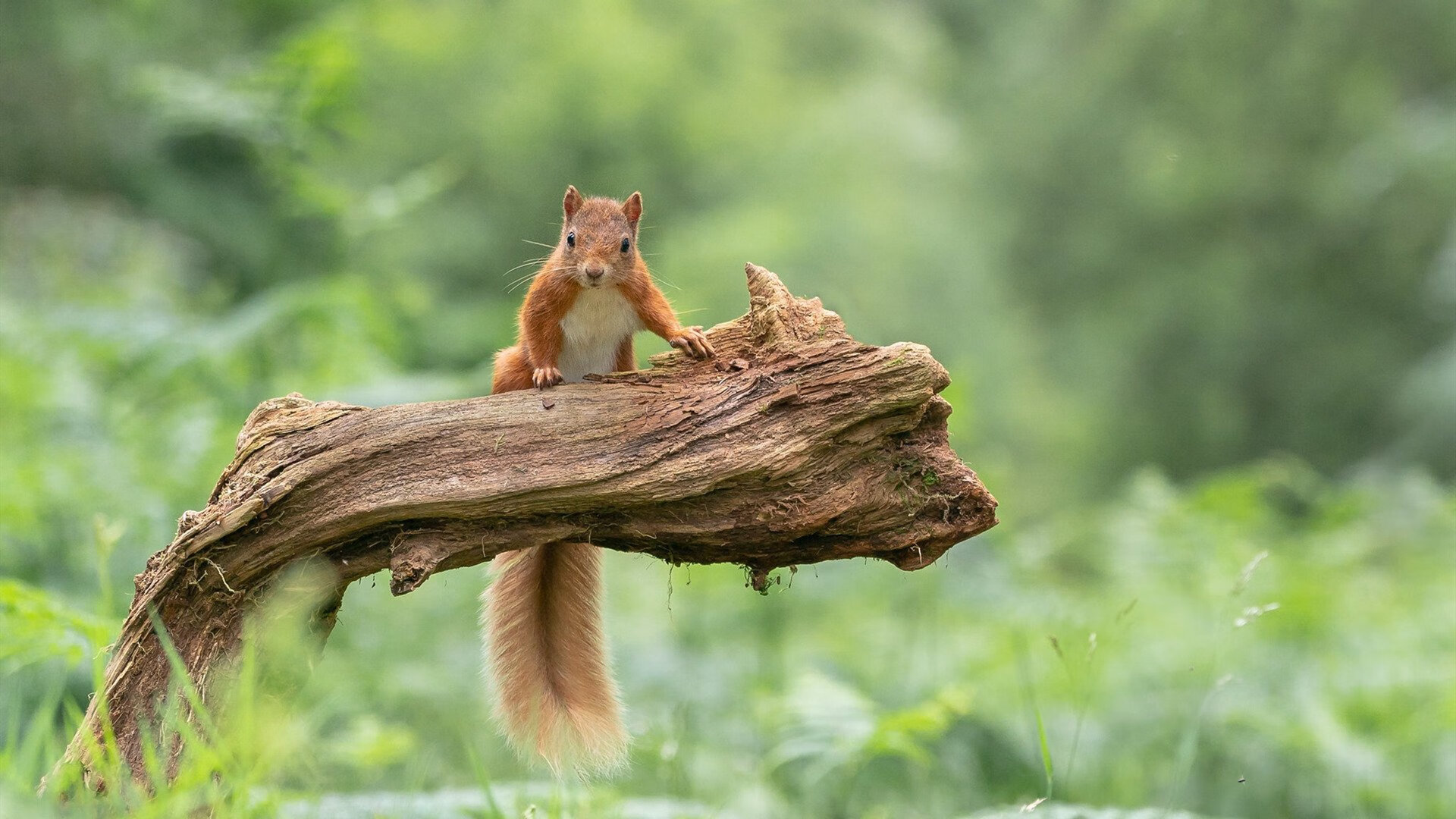 欧战奇迹夜，比利亚雷亚尔补时绝杀苏格兰，抢七鏖战载入史册