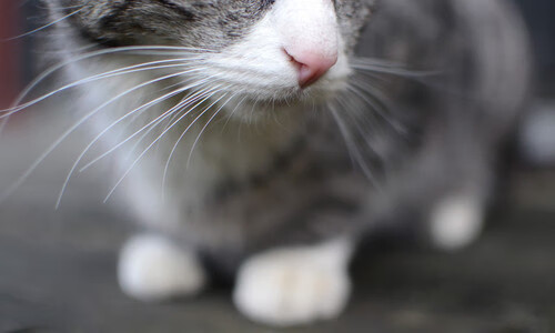 世界排名争夺战焦点战，鹈鹕打穿魔术，西部格局再起波澜